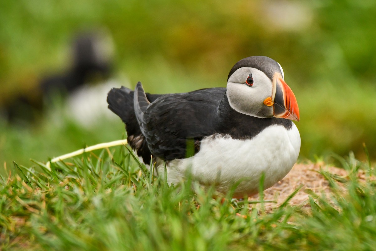 Atlantic Puffin - ML608348656