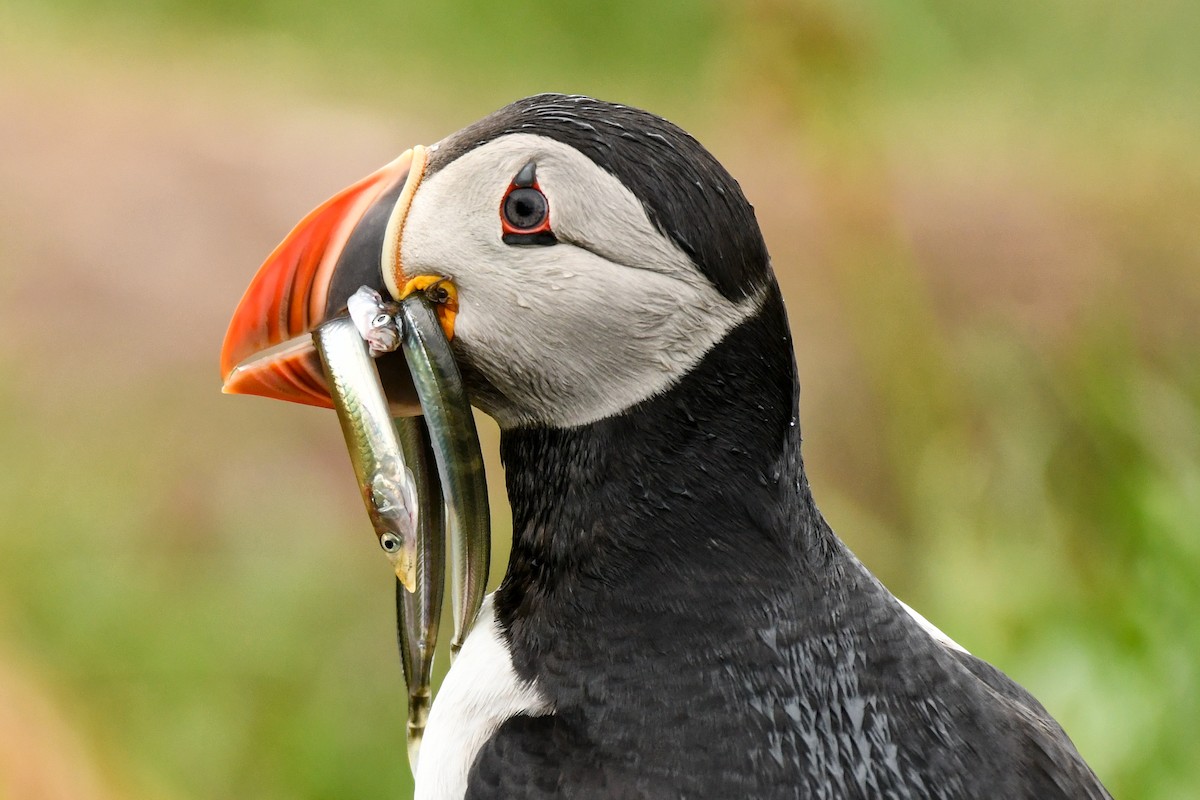 Atlantic Puffin - ML608348657