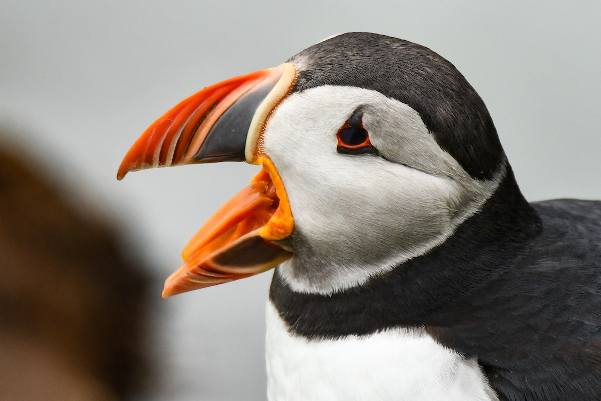 Atlantic Puffin - ML608348658