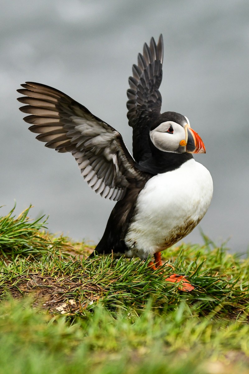 Atlantic Puffin - ML608348659