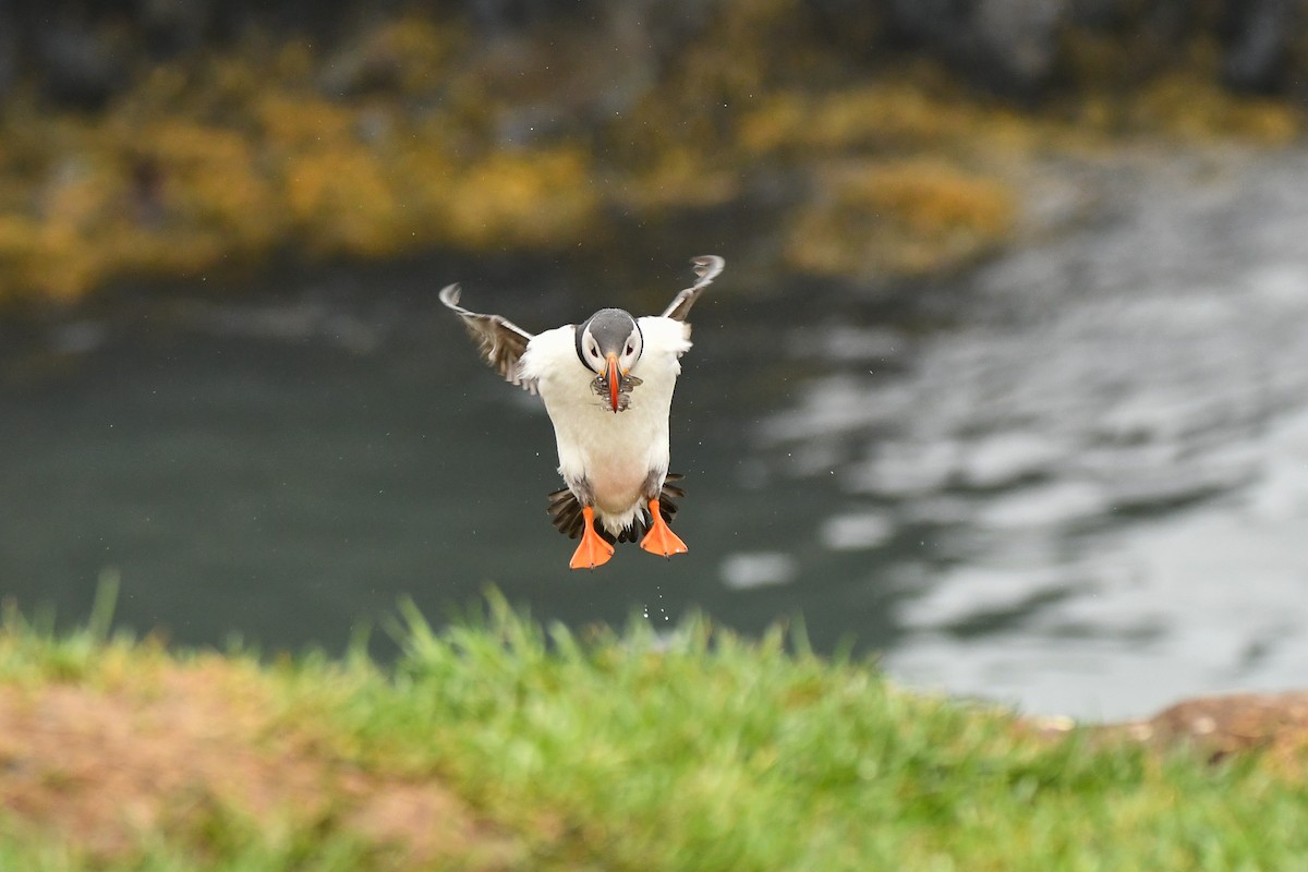 Atlantic Puffin - ML608348660