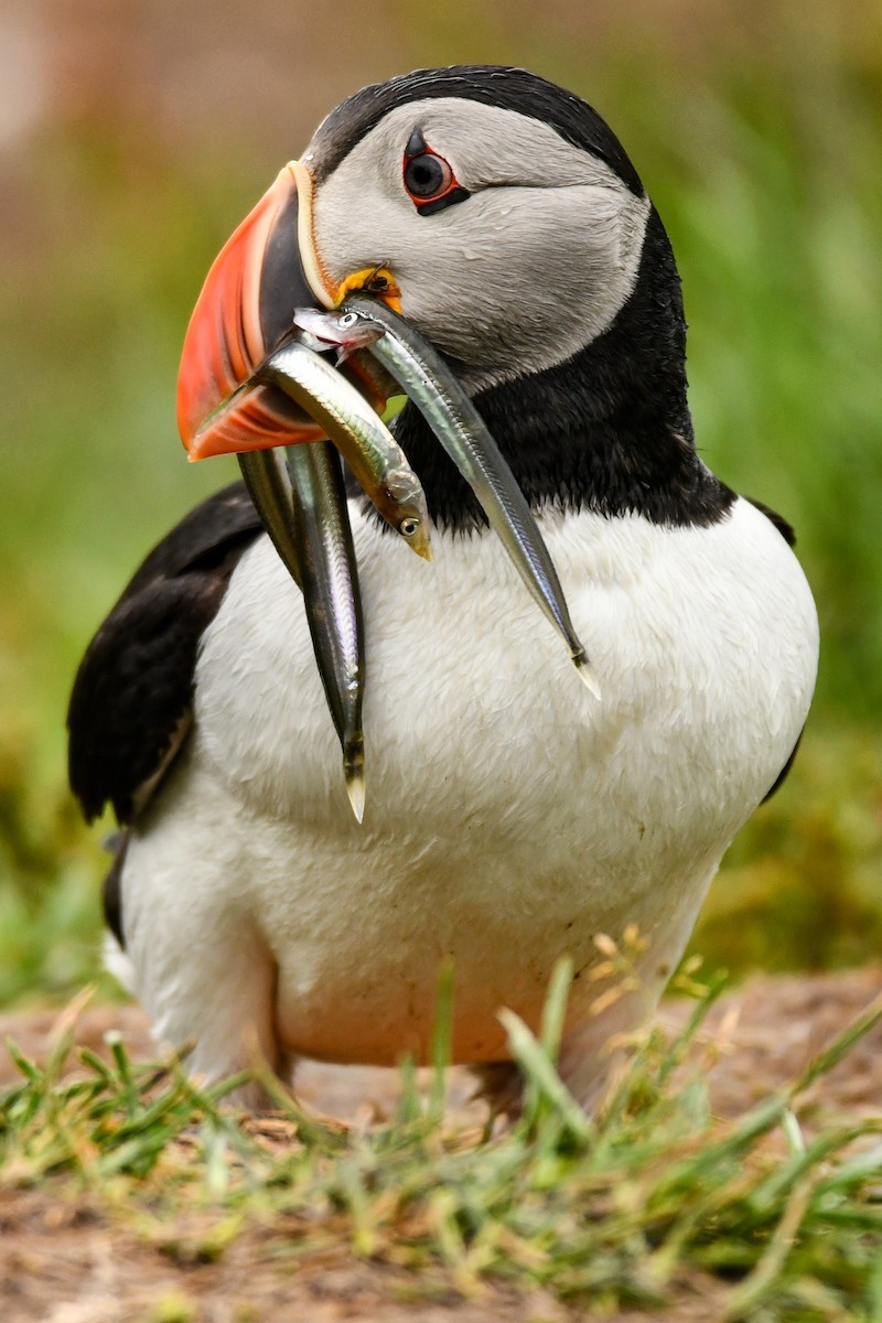 Atlantic Puffin - ML608348661