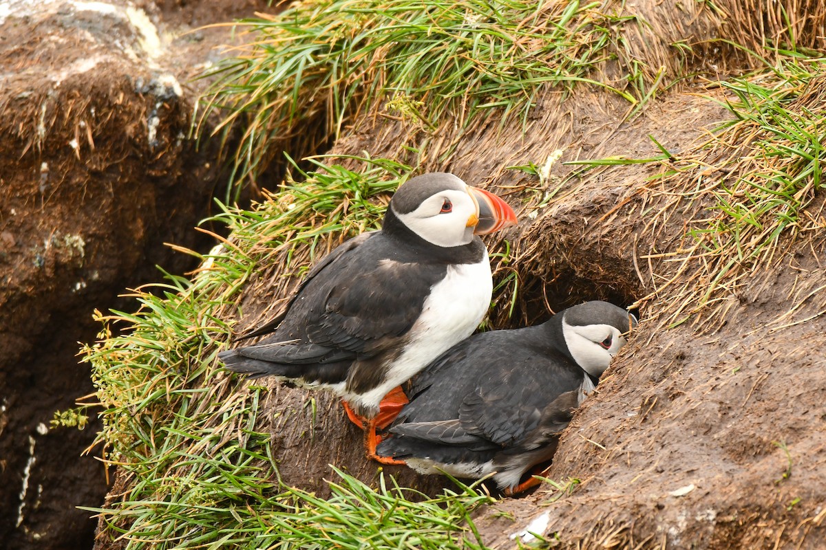 Atlantic Puffin - ML608348662