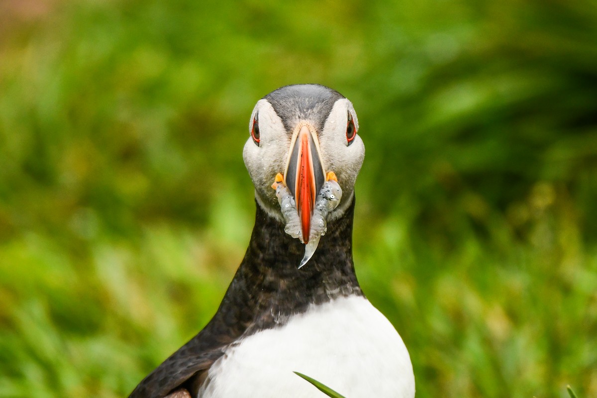 Atlantic Puffin - ML608348663