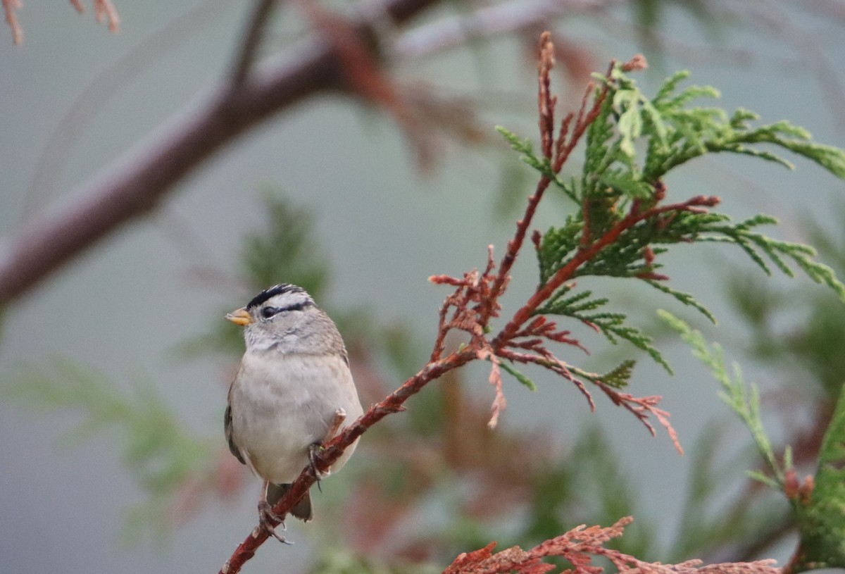 White-crowned Sparrow - Daniel Donnecke