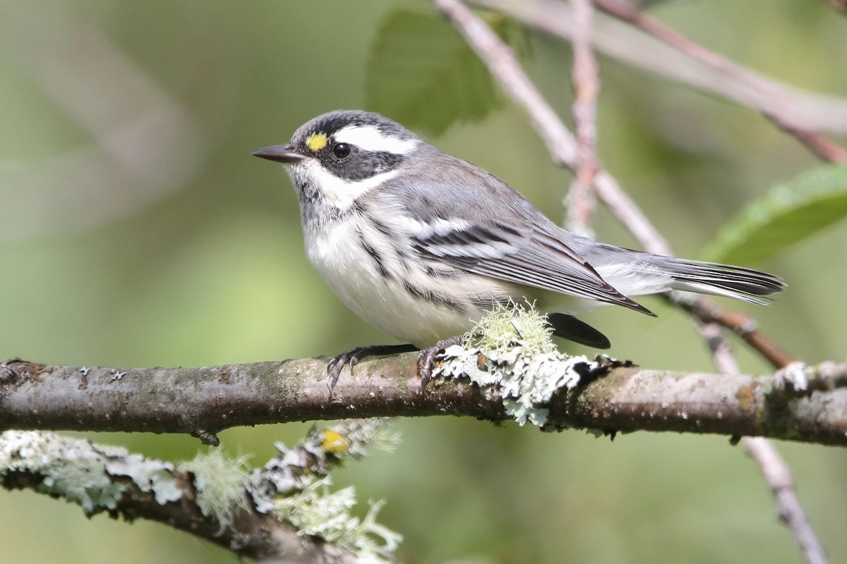 Black-throated Gray Warbler - Daniel Graca
