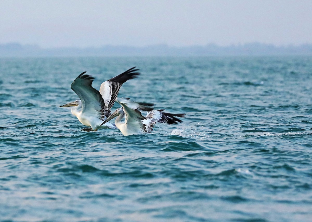 pelikán kadeřavý - ML608348751