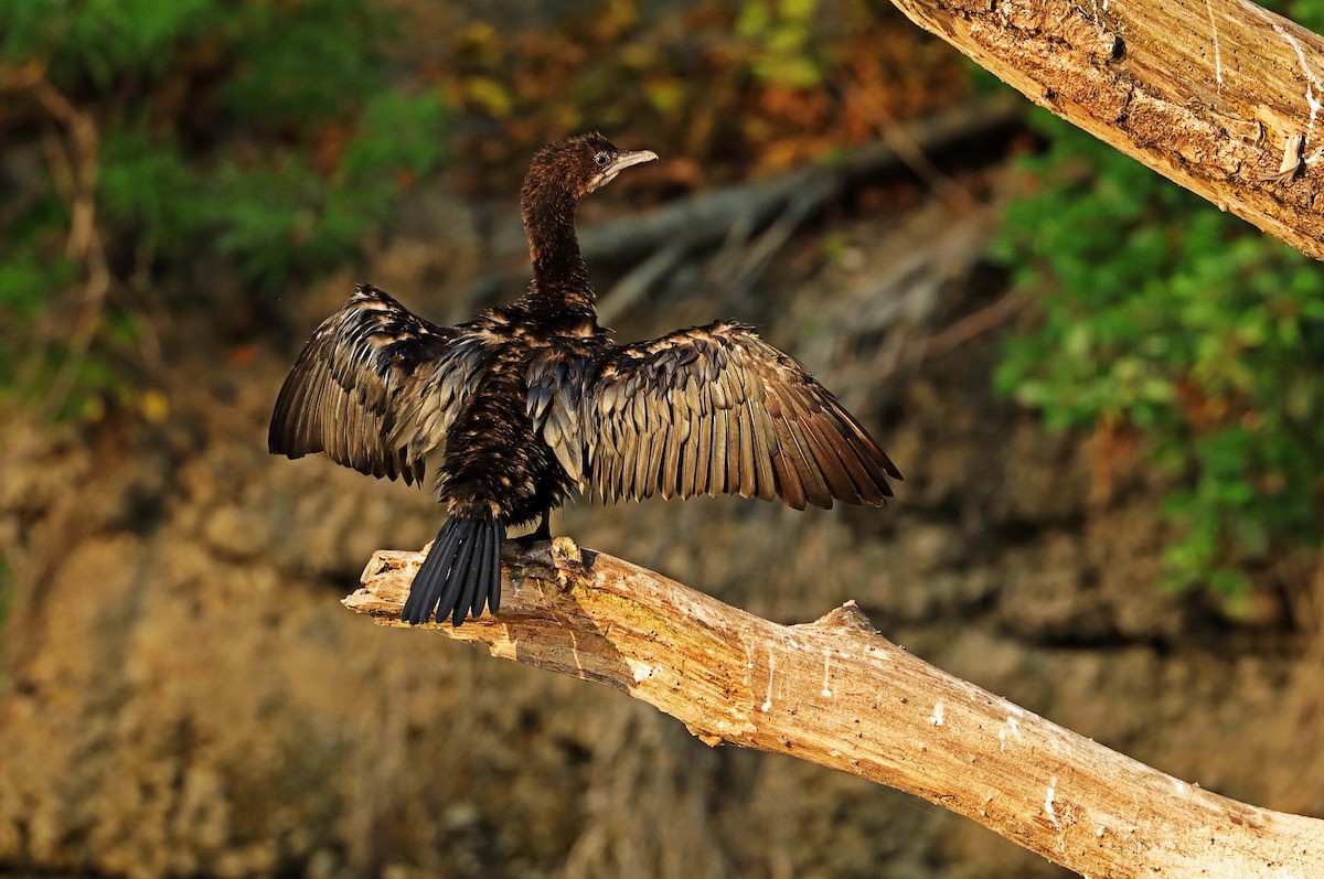 kormorán malý - ML608348774