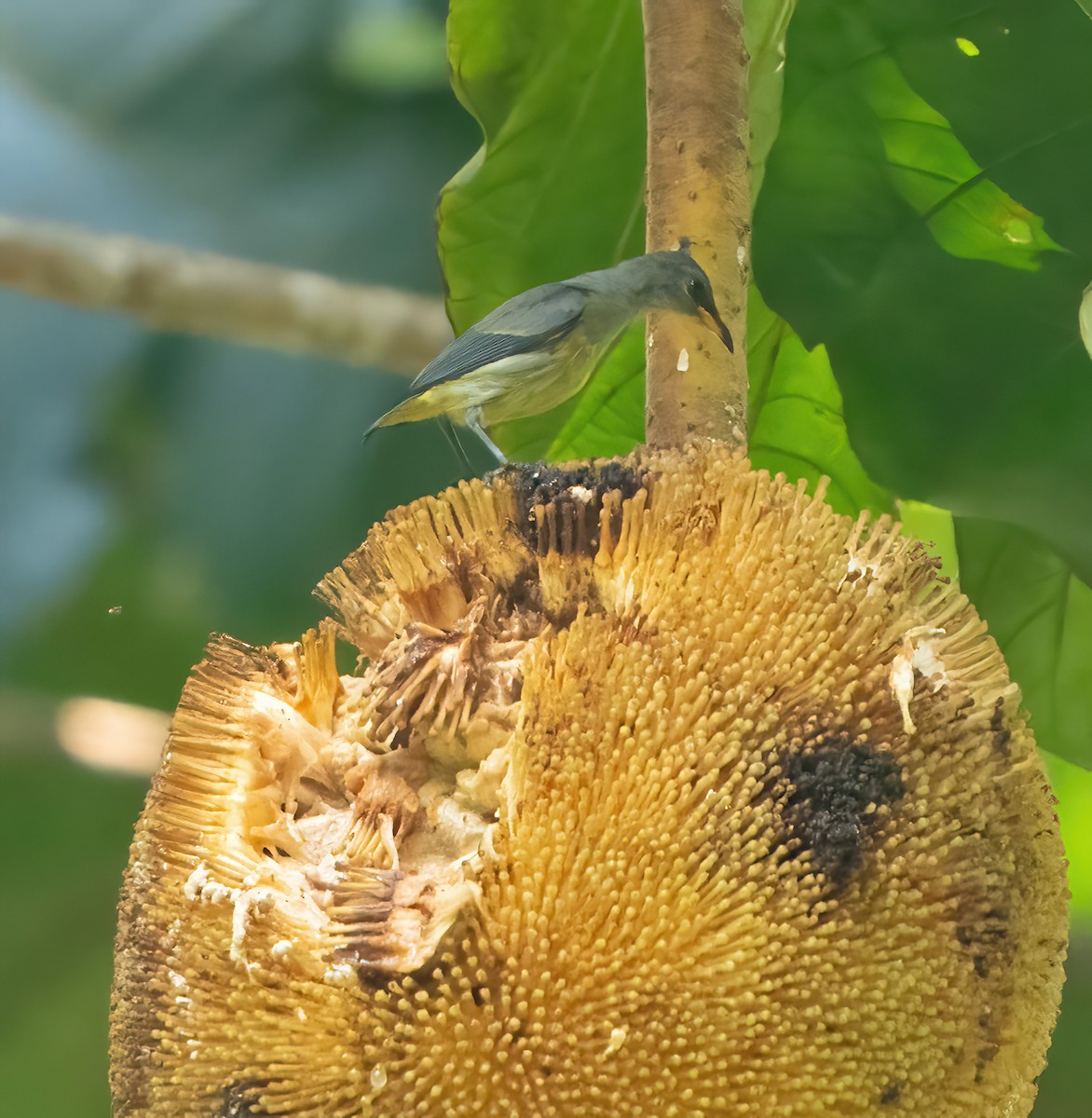 Orange-bellied Flowerpecker - ML608348788