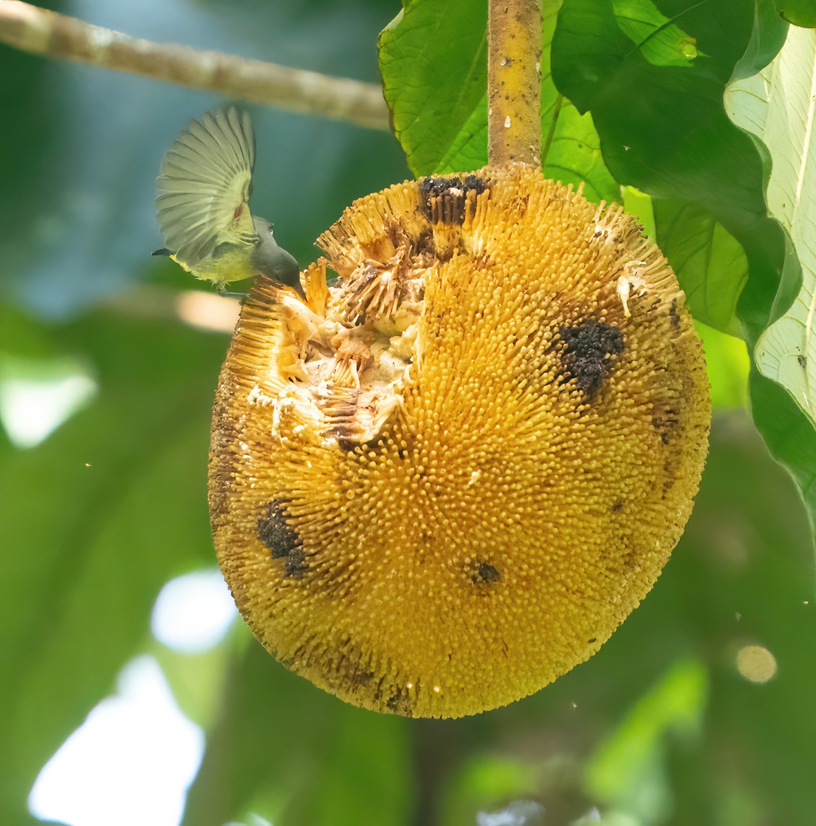 Orange-bellied Flowerpecker - ML608348791