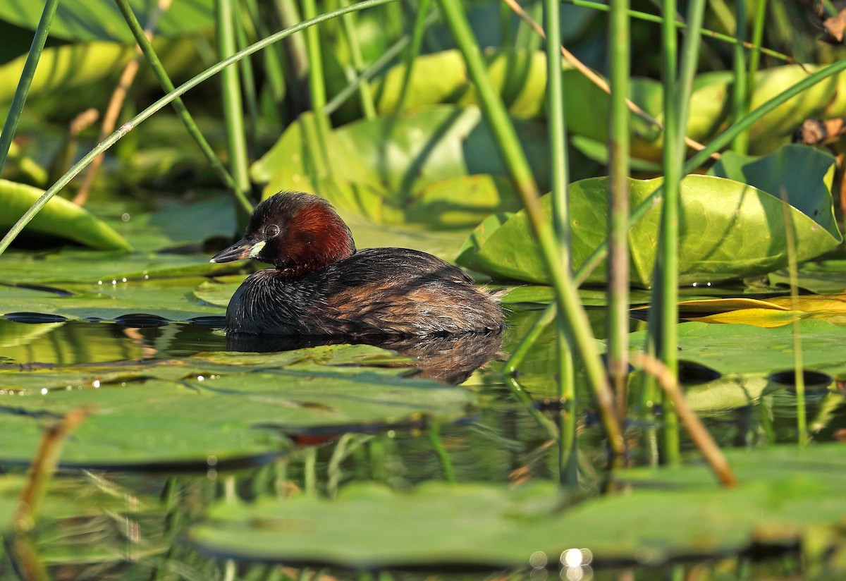 potápka malá - ML608348804