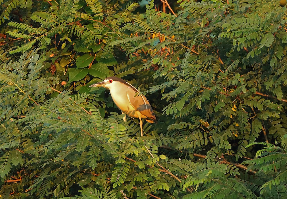 kvakoš noční - ML608348815