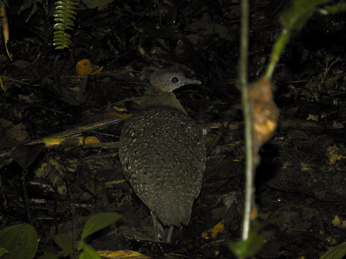 White-throated Tinamou - ML608348930