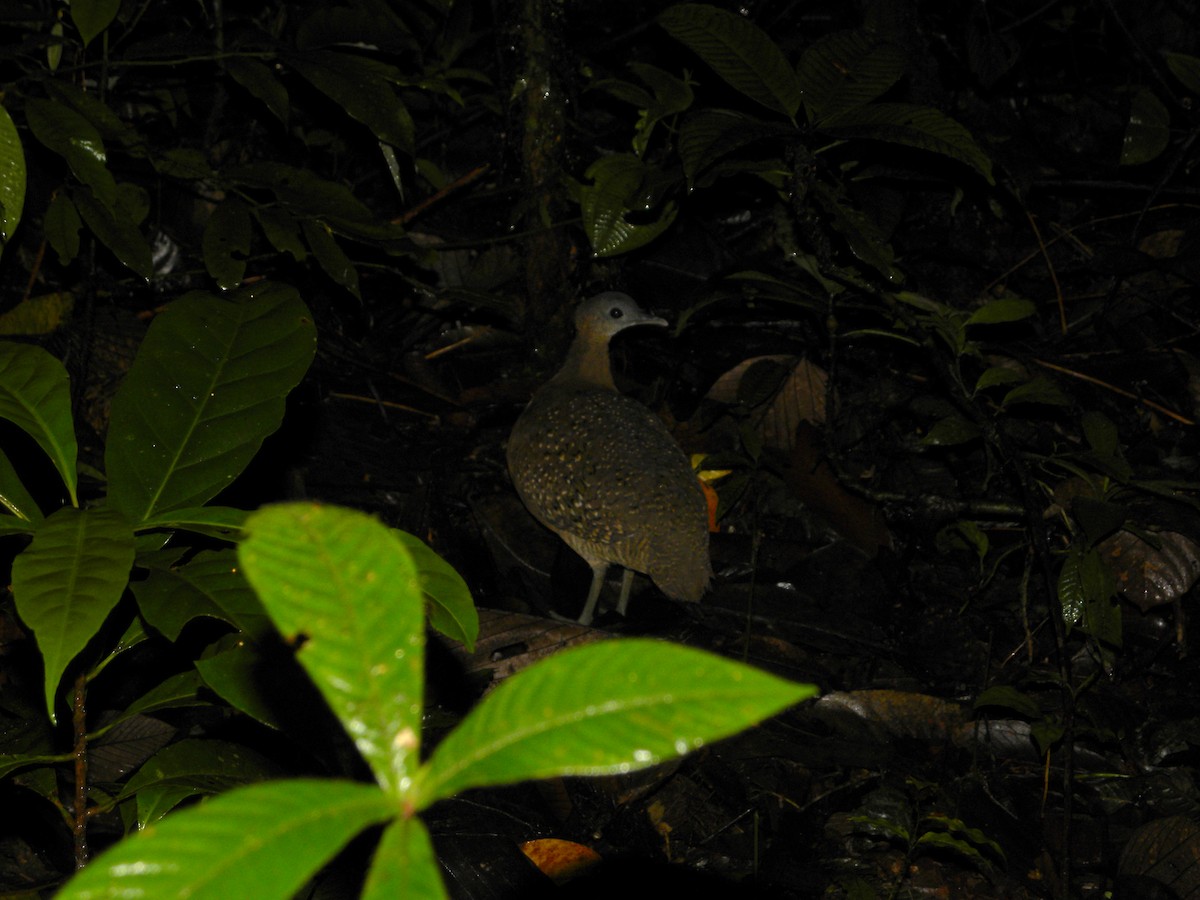 White-throated Tinamou - ML608348932