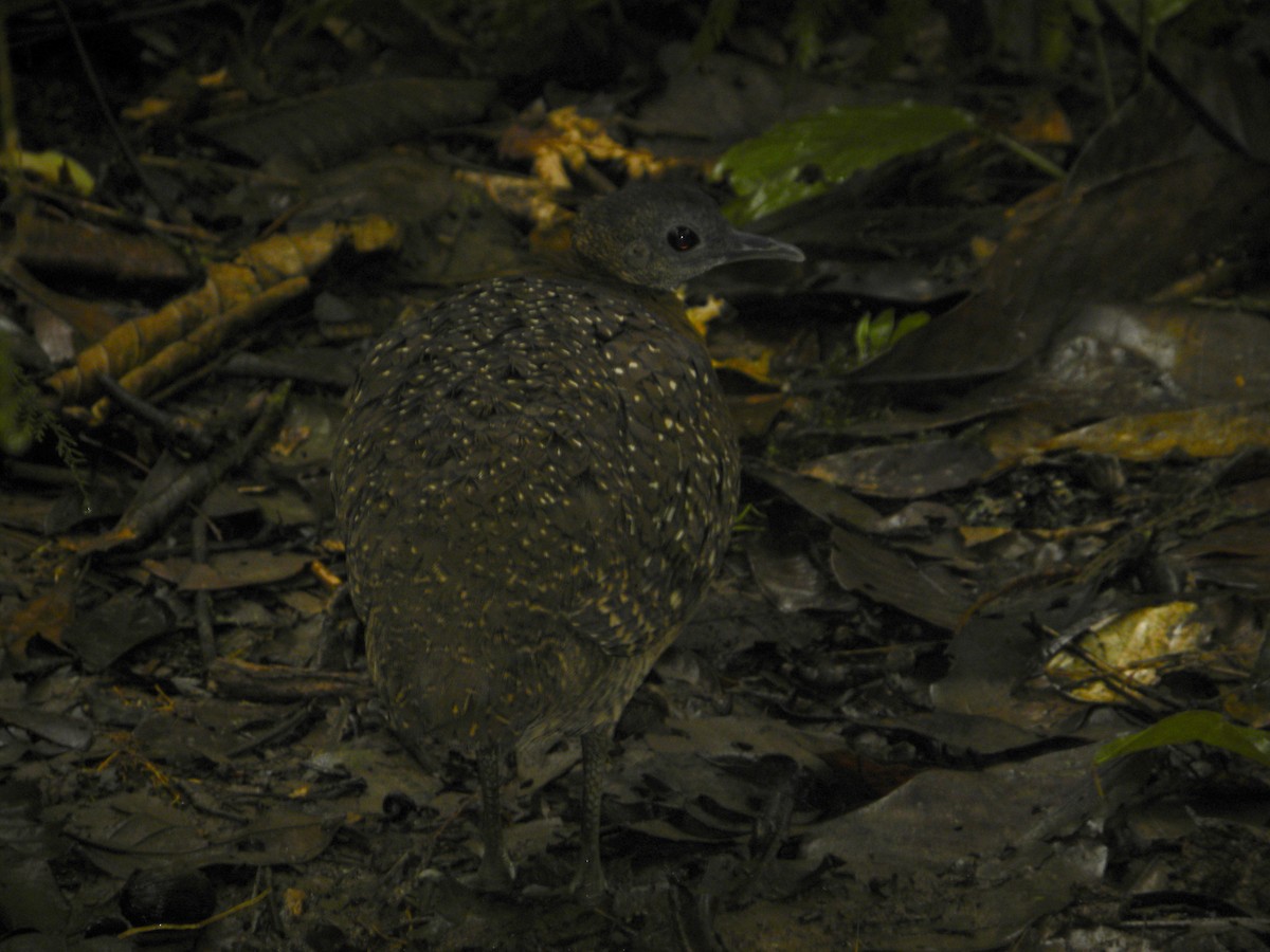 White-throated Tinamou - ML608348933