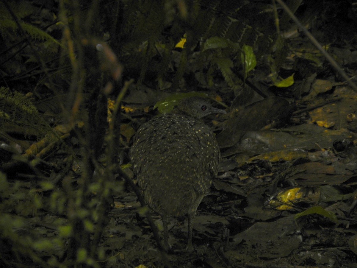 White-throated Tinamou - ML608348934