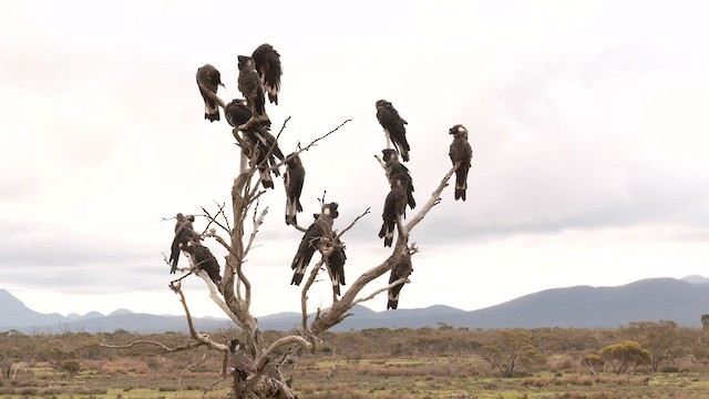 Baudin's Black-Cockatoo - ML608348991