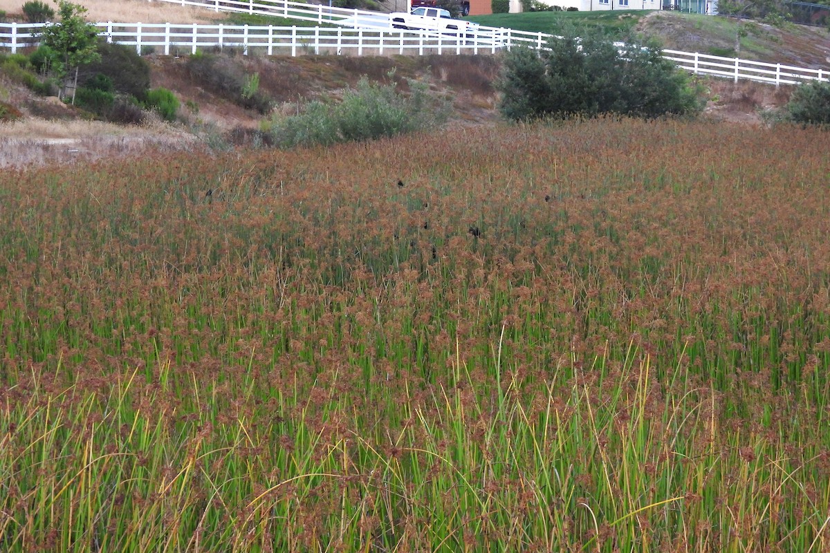 Red-winged Blackbird - ML608349023