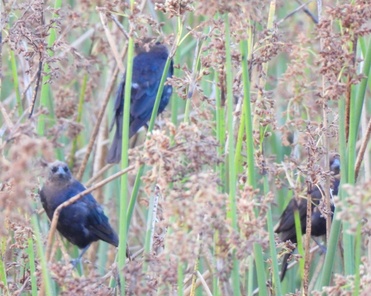 Brown-headed Cowbird - ML608349031