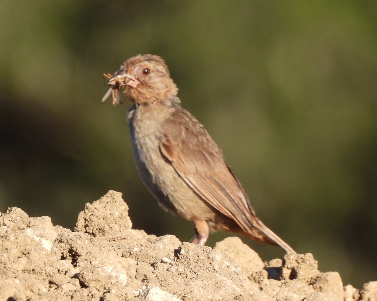 California Towhee - ML608349108