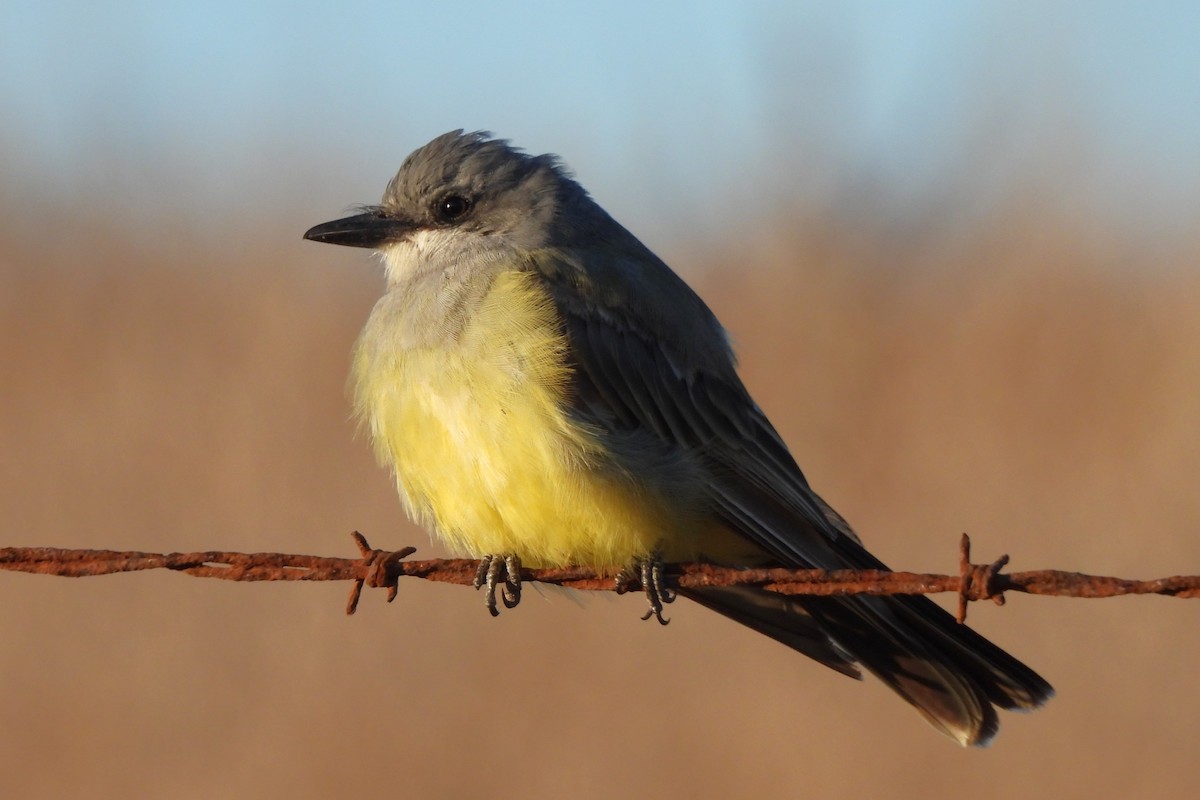Cassin's Kingbird - ML608349120
