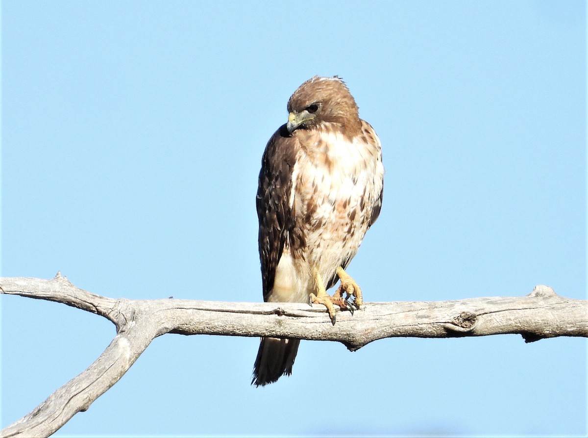 Red-tailed Hawk - ML608349132