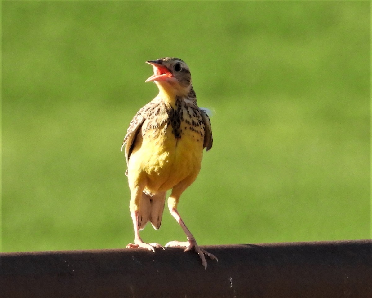 Western Meadowlark - ML608349140