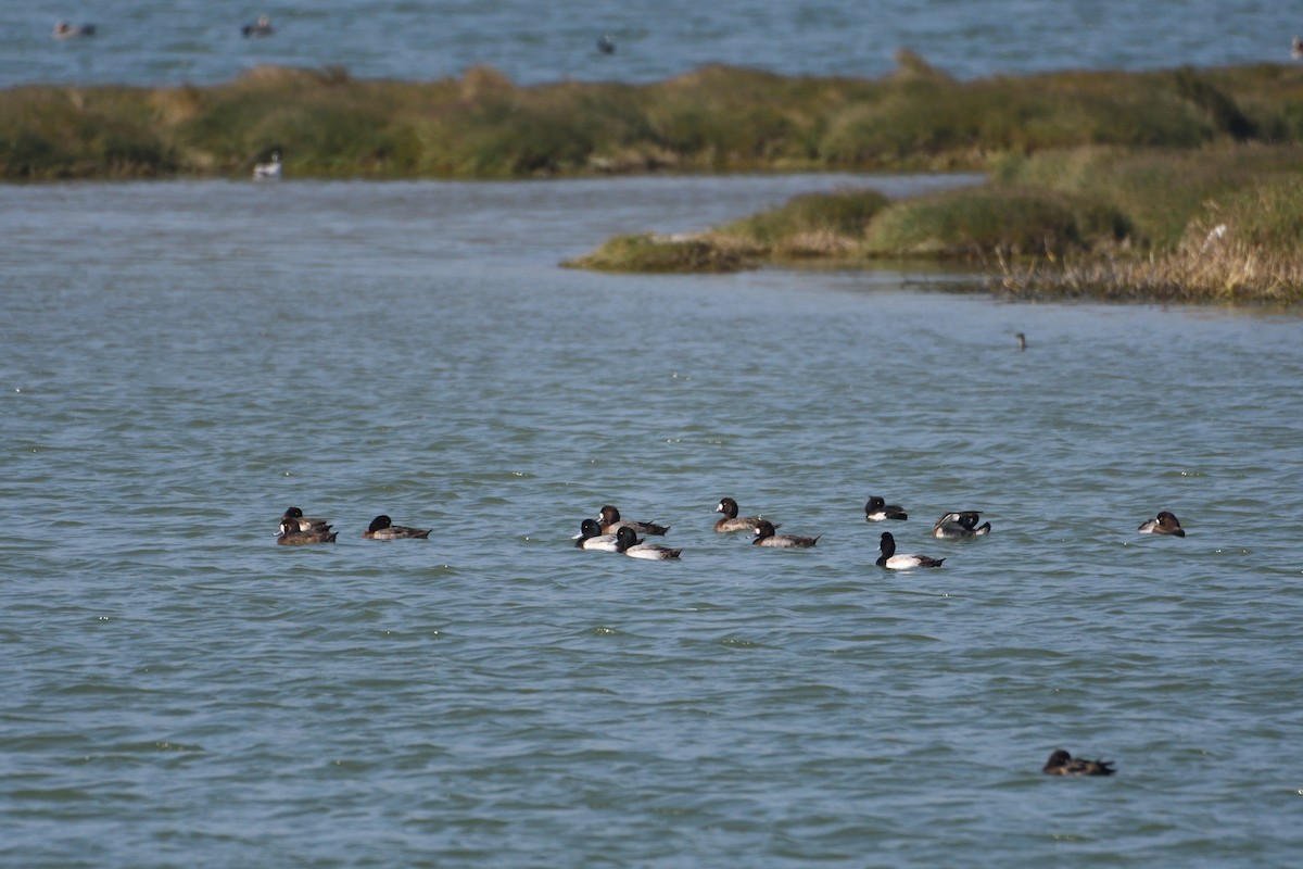 Greater Scaup - ML608349146