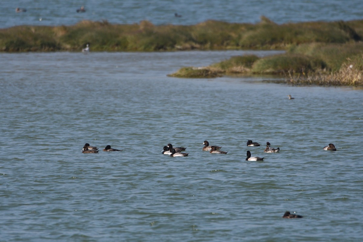 Greater Scaup - ML608349148