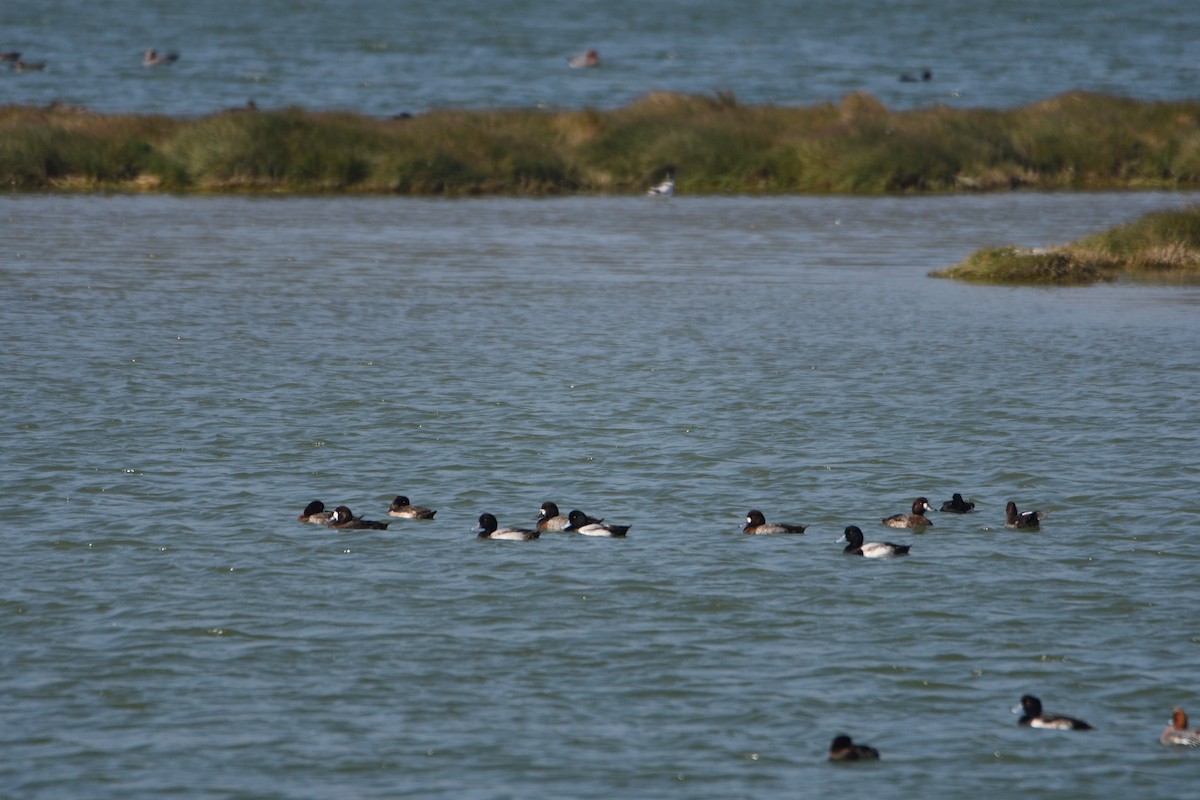 Greater Scaup - ML608349149