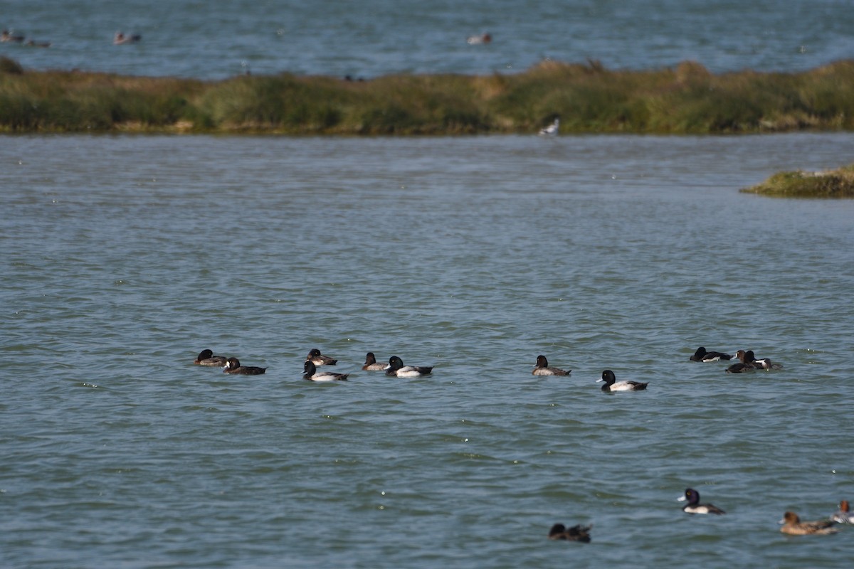 Greater Scaup - ML608349151