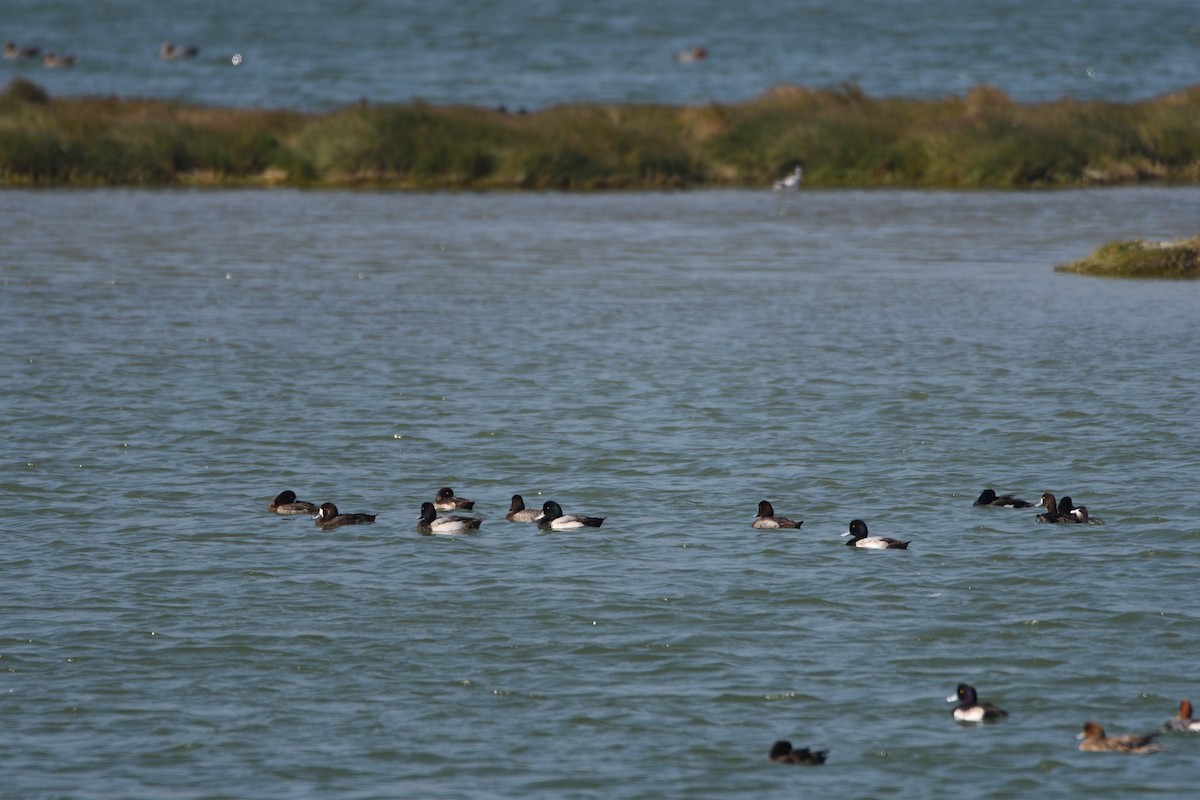 Greater Scaup - ML608349152