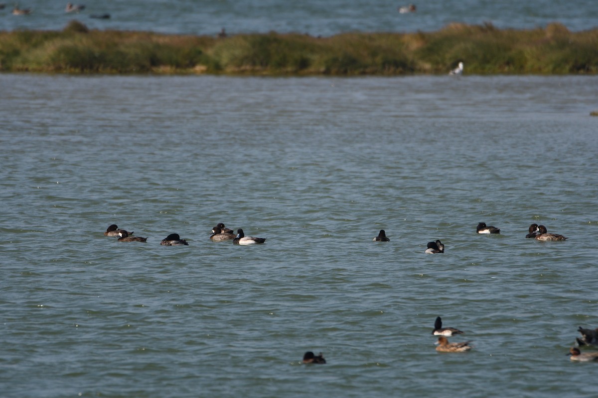 Greater Scaup - ML608349153