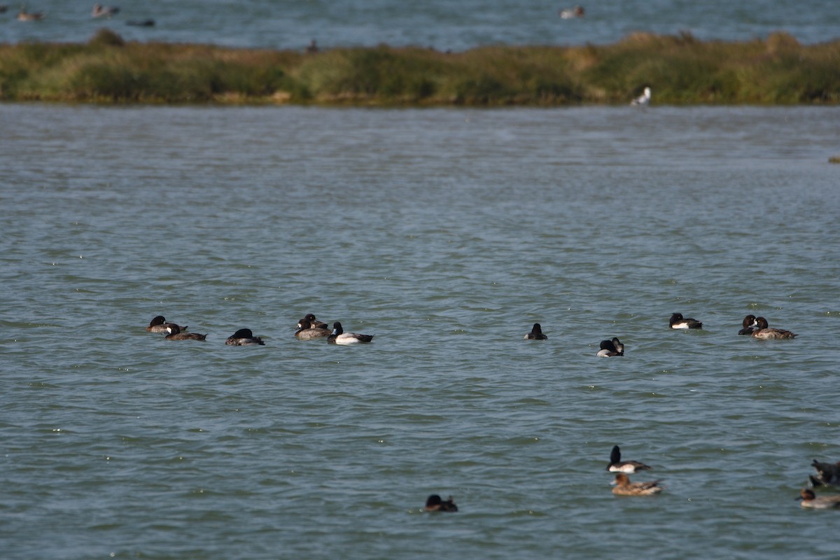 Greater Scaup - 品諭 陳