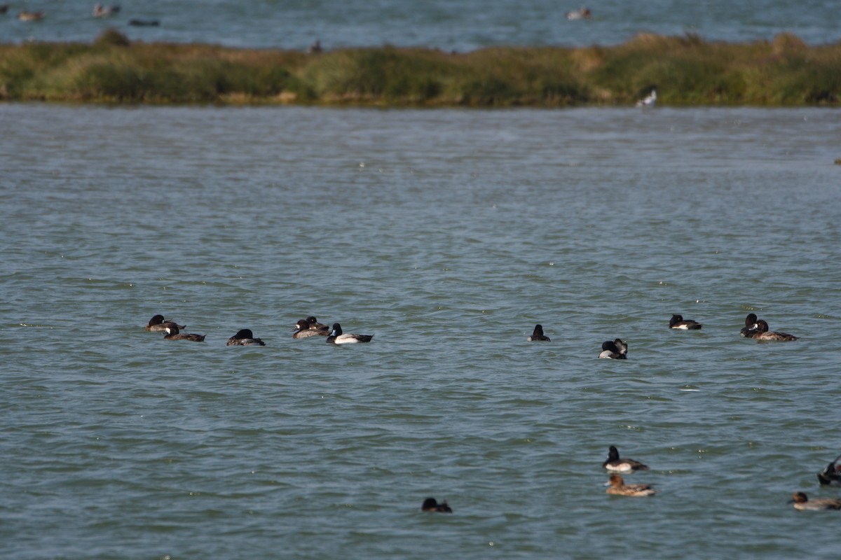 Greater Scaup - ML608349154