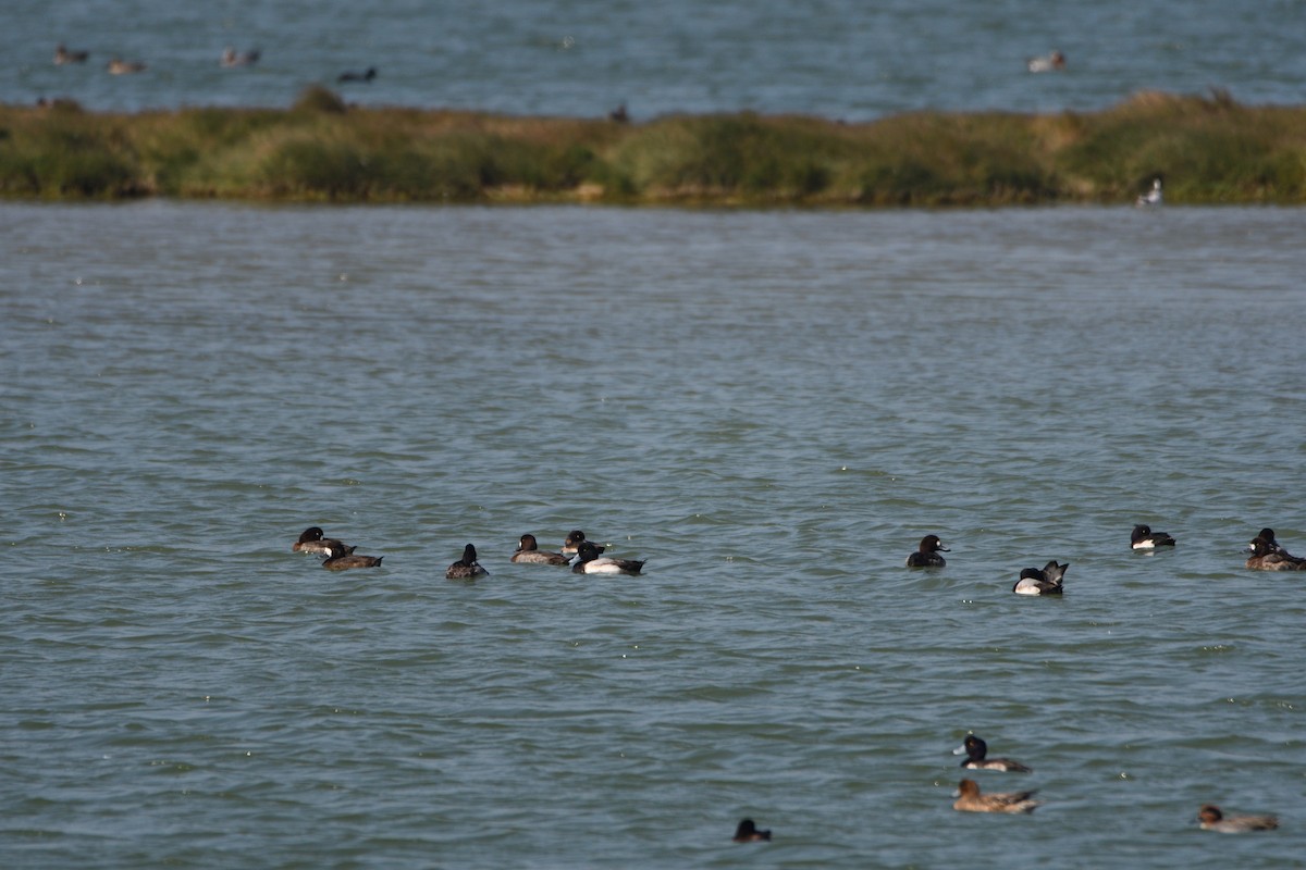 Greater Scaup - ML608349155