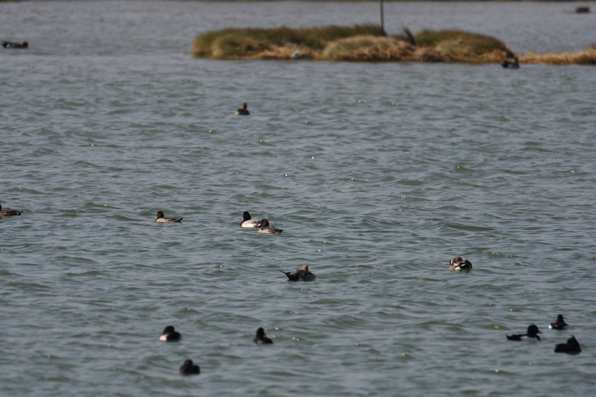 Greater Scaup - 品諭 陳