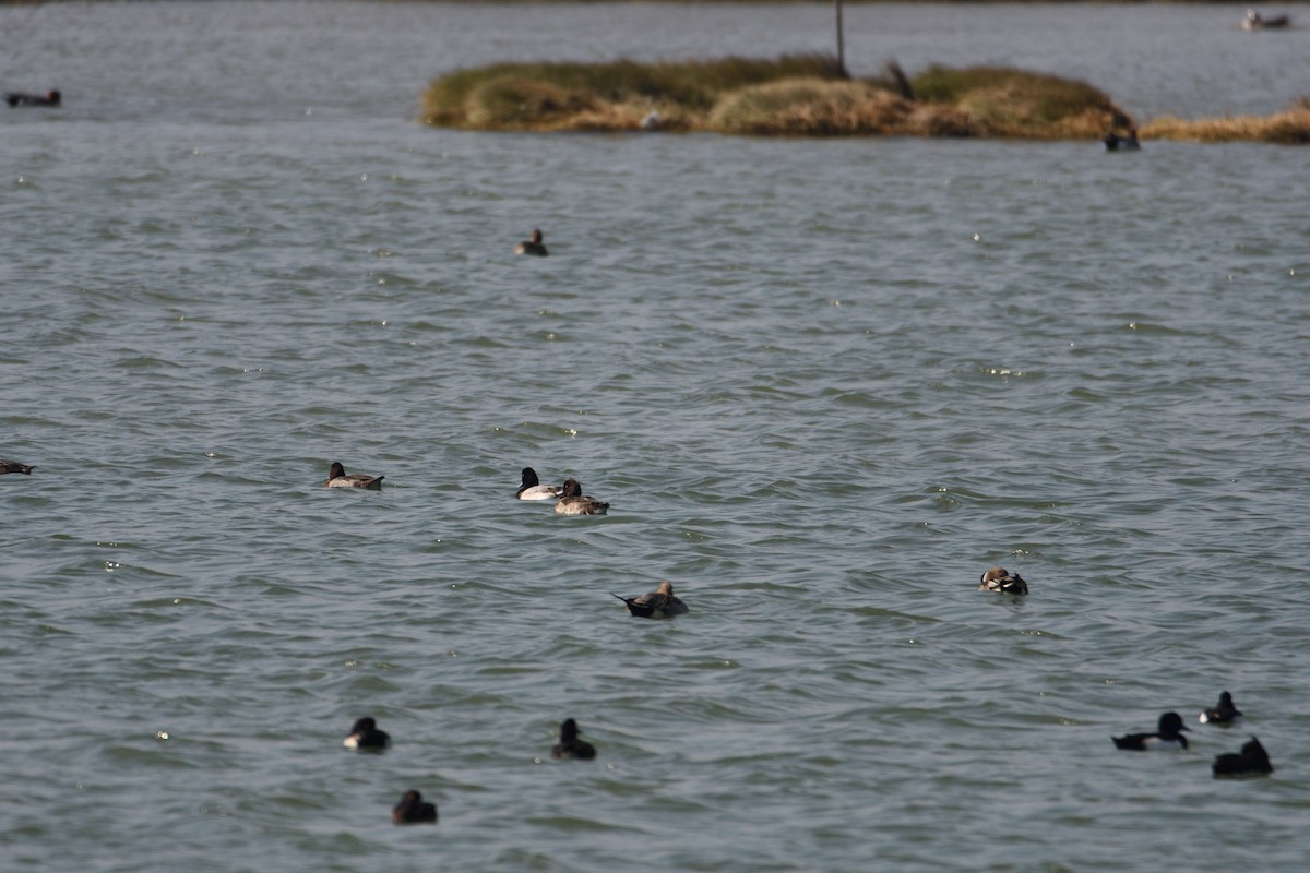 Greater Scaup - ML608349157
