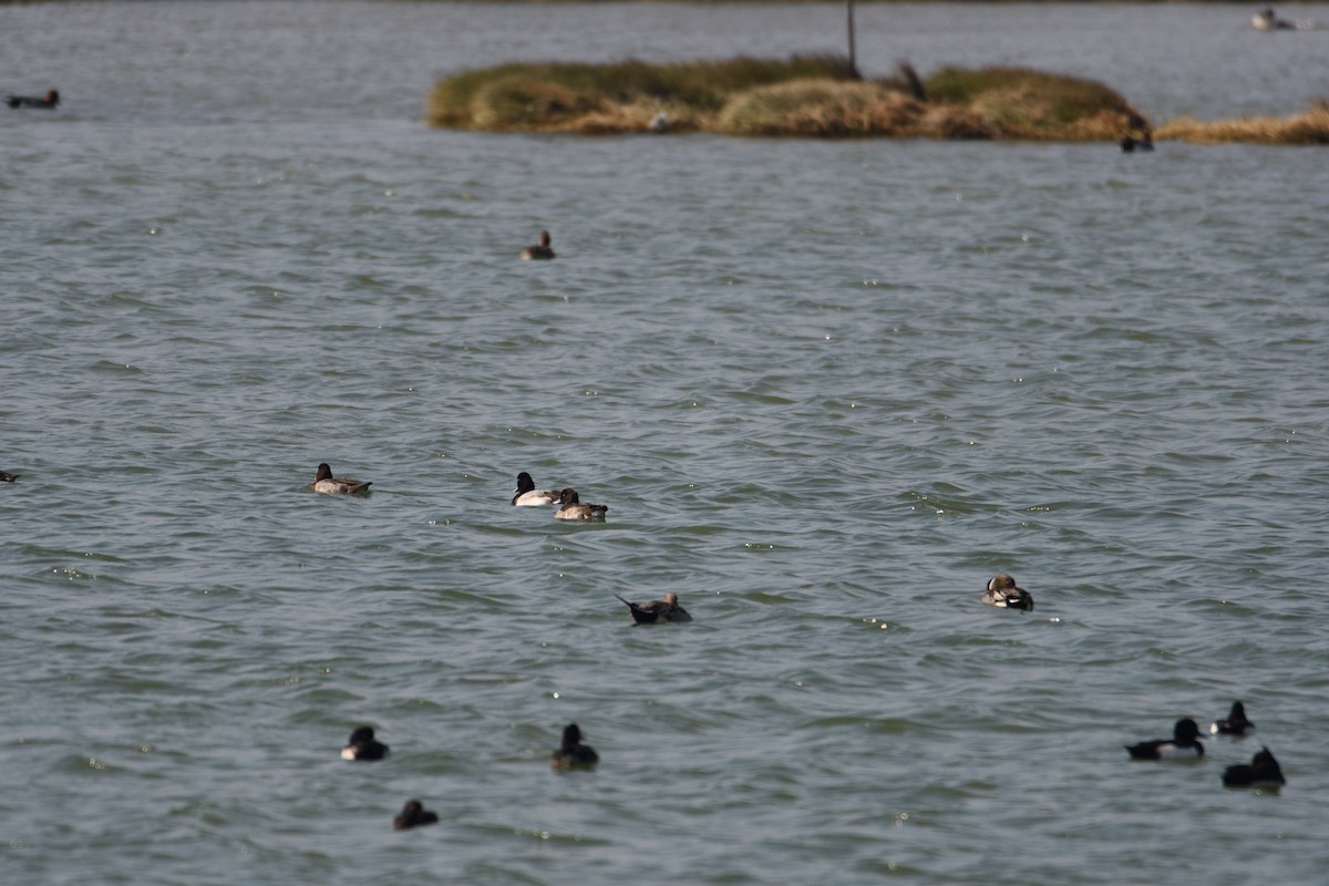 Greater Scaup - ML608349158