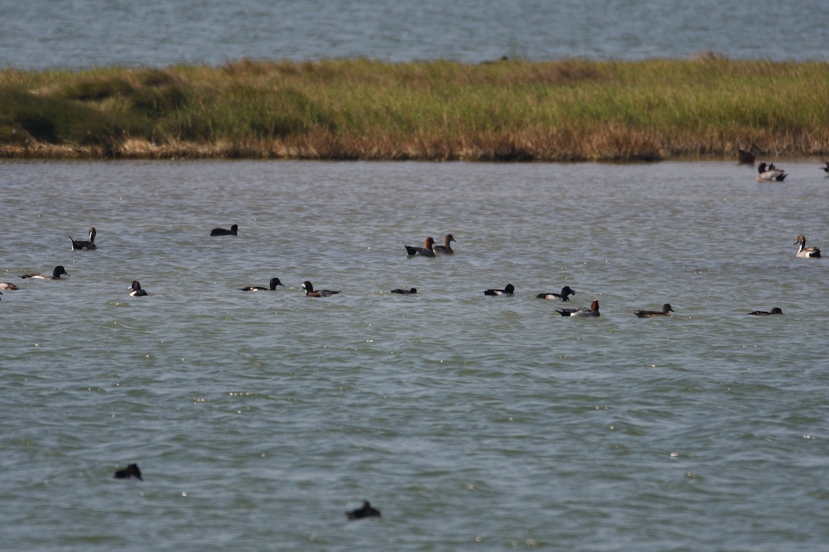Greater Scaup - ML608349159