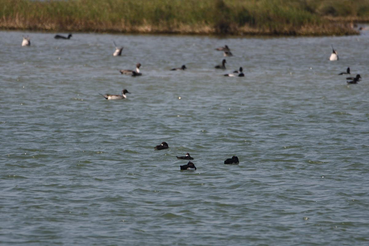 Greater Scaup - ML608349160