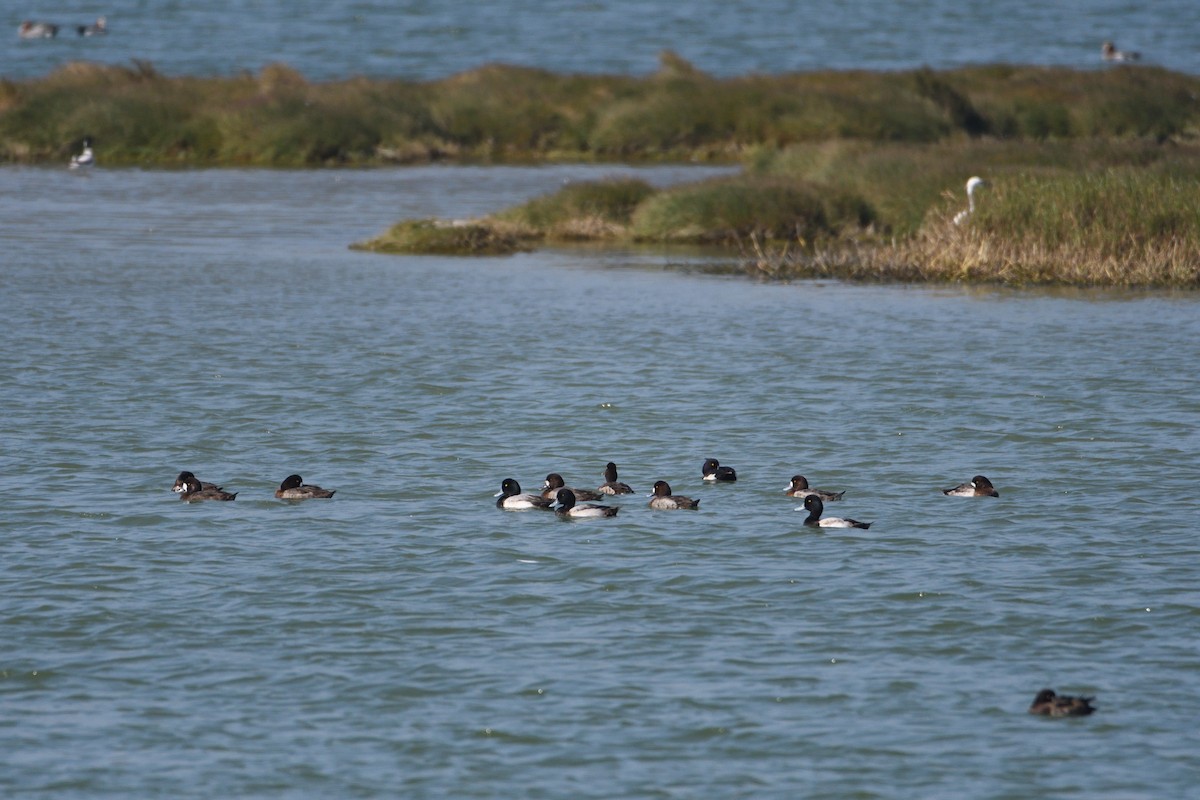 Greater Scaup - ML608349161