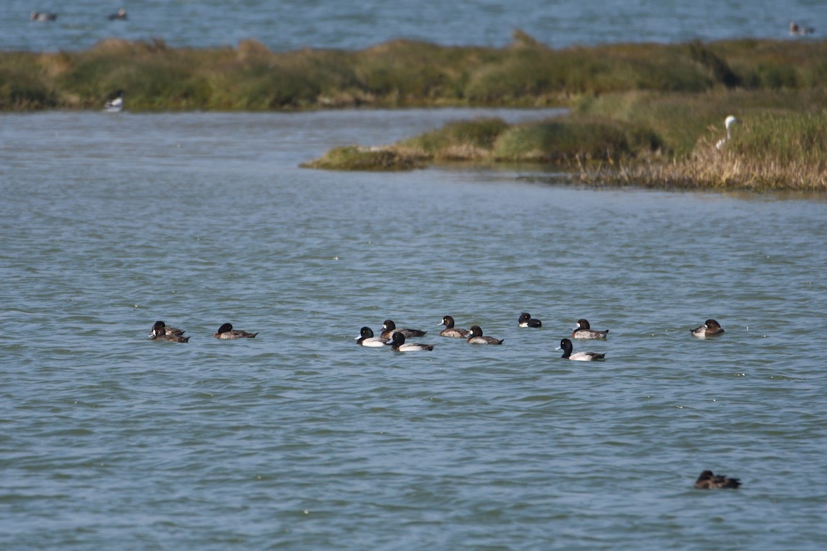 Greater Scaup - ML608349162