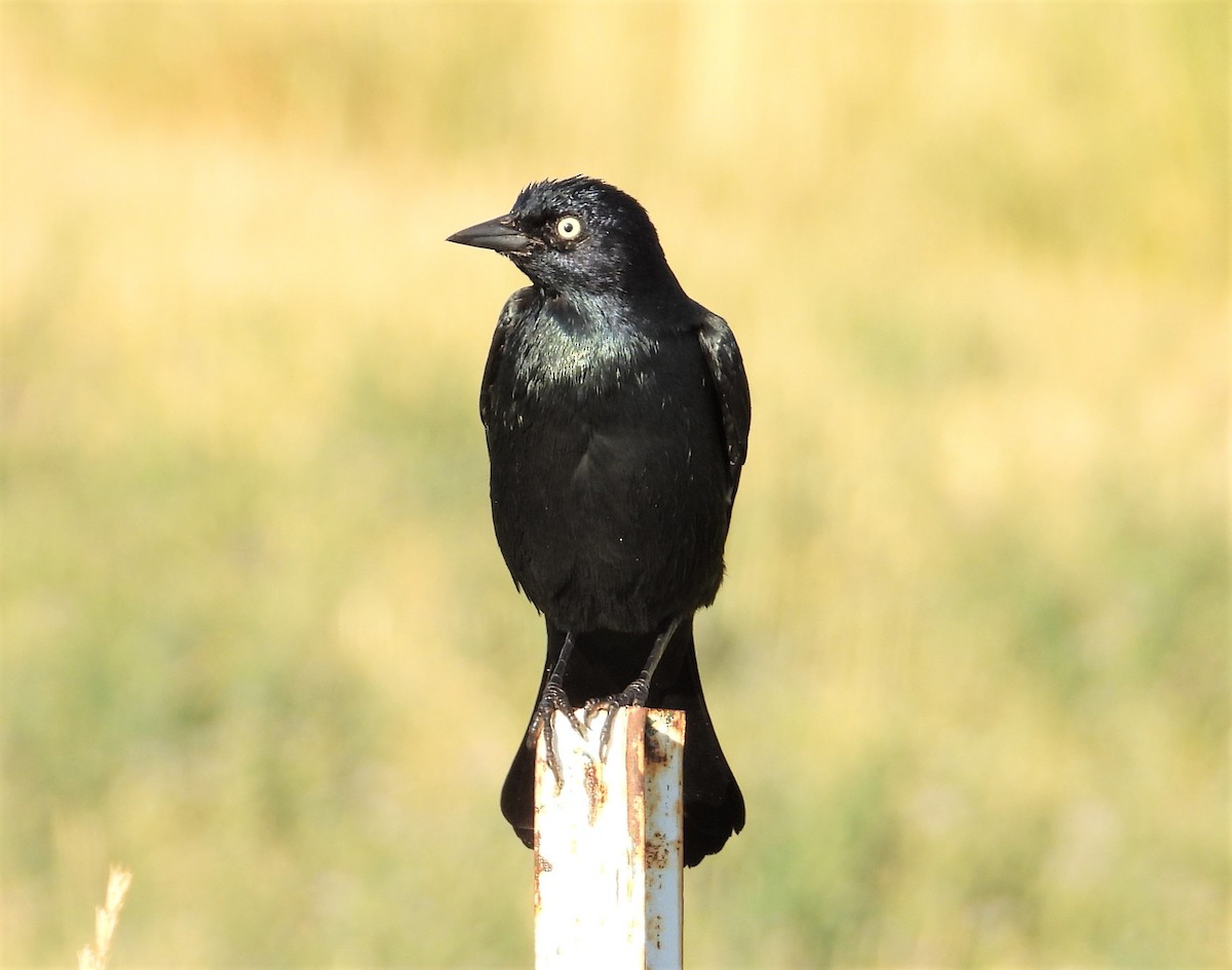 Brewer's Blackbird - ML608349163