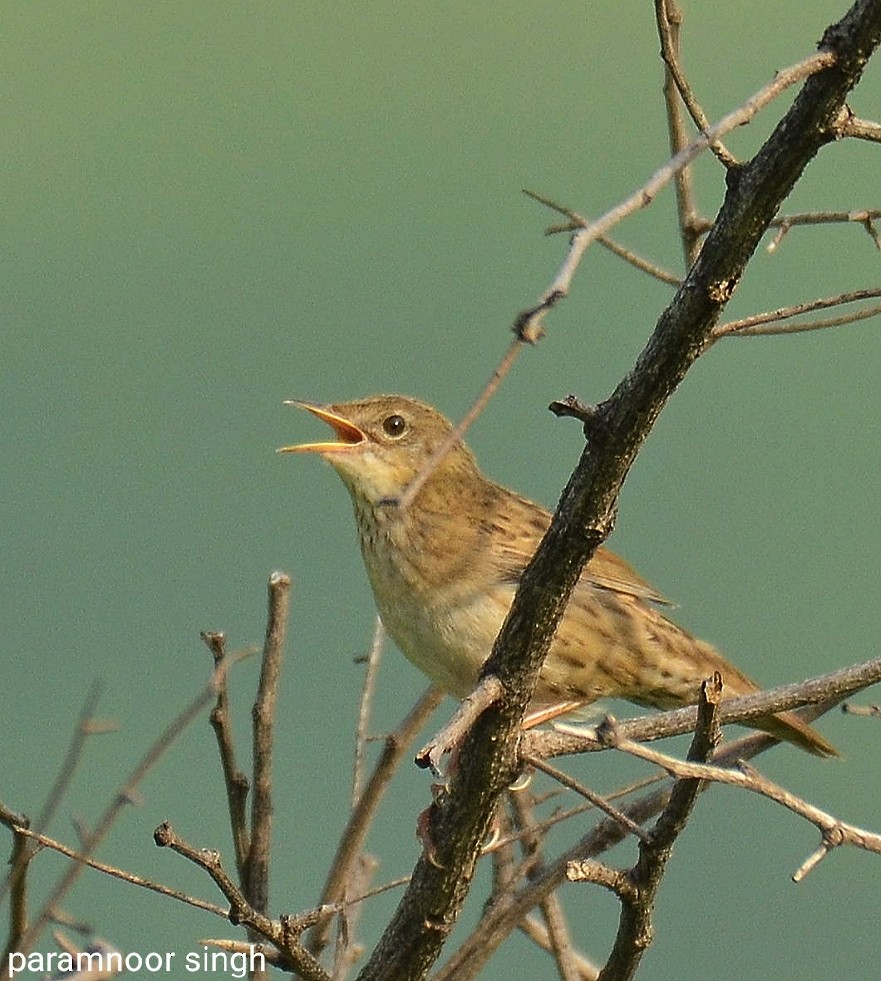 Common Grasshopper Warbler - paramnoor singh  antaal