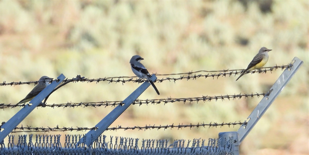 Loggerhead Shrike - ML608349190