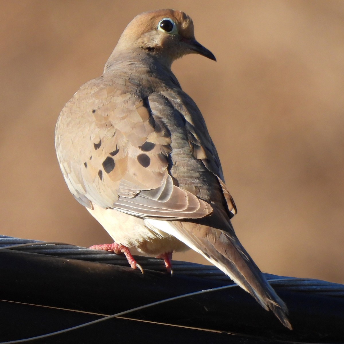 Mourning Dove - ML608349202