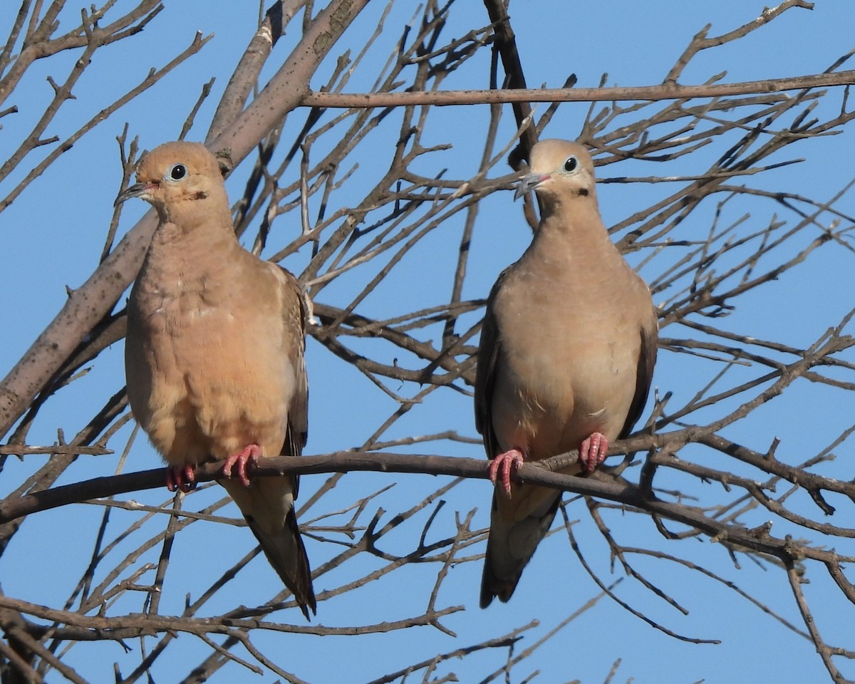 Mourning Dove - ML608349208