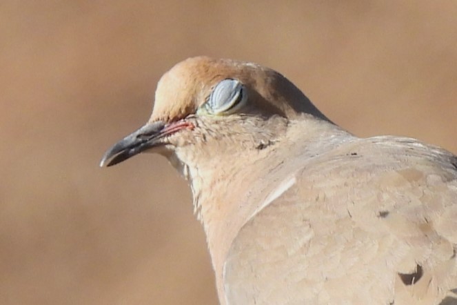 Mourning Dove - ML608349209
