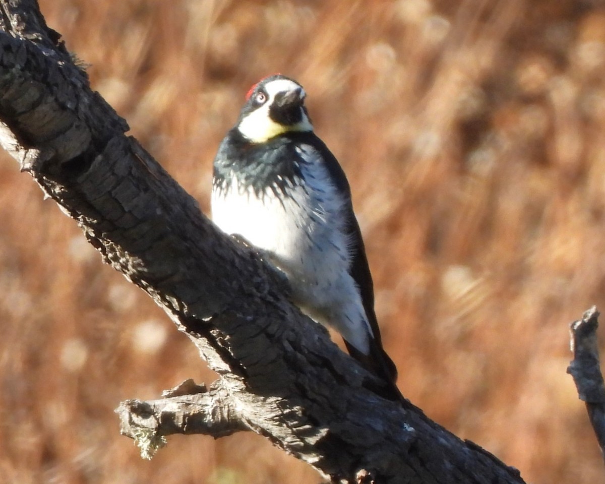 Acorn Woodpecker - ML608349213